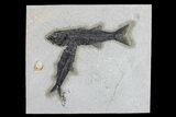 Black, Mioplosus Fossil Fish With Knightia - Wyoming #163538-1